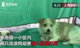 二狗爆料生活视频大全下载,生活视频大全精彩瞬间大揭秘